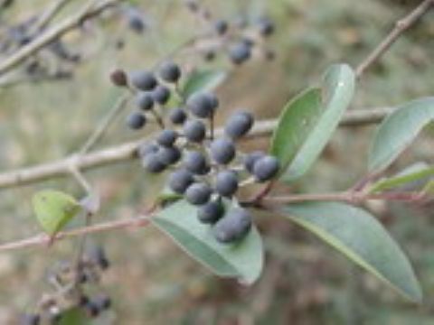  Ligustrum Lucidum Ait P.E.